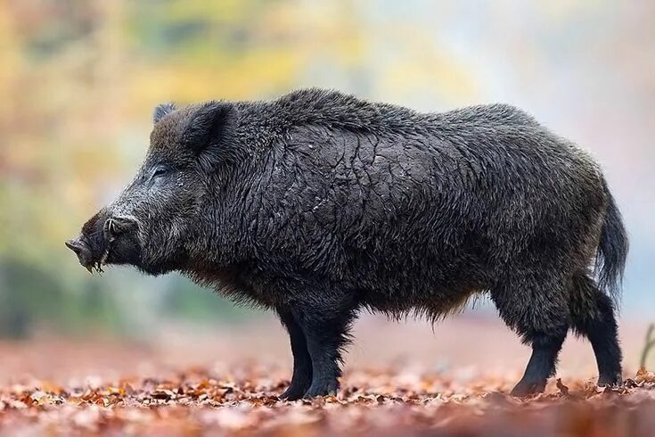 Показать фото дикого кабана Pin on кабаны Hog hunting, Wild boar, Animals wild