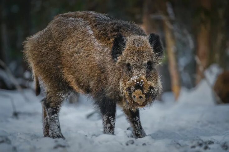 Показать фото дикого кабана Дикий кабан. Автор: Тябин Владислав