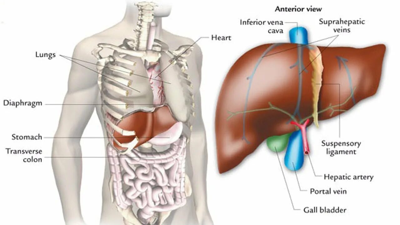 Показать фото где находится печень Suggestions for Liver Disease Problems - YouTube