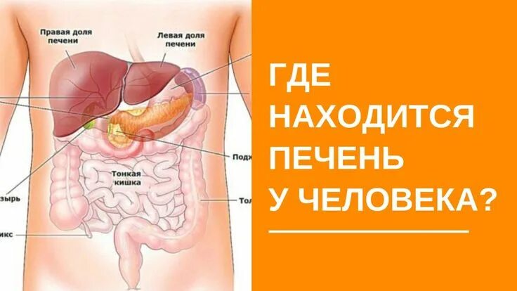 Показать фото где находится печень Где находится печень у человека? Как понять, что чувствую печень? Memes, Movie p