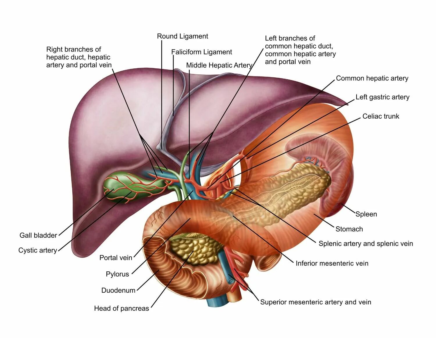 Показать фото где находится печень Common Hepatic Artery: Anatomy, Function, and Significance