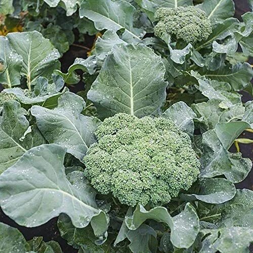 Показать фото капусты брокколи How to Grow Great Broccoli in your Home Garden Broccoli seeds, Seeds, Planting v