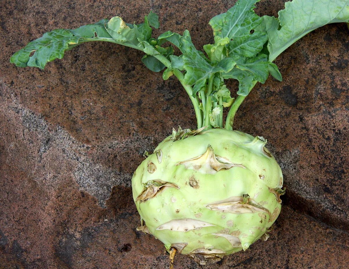 Показать фото капусты кольраби File:GreenKohlrabi.jpg - Wikipedia