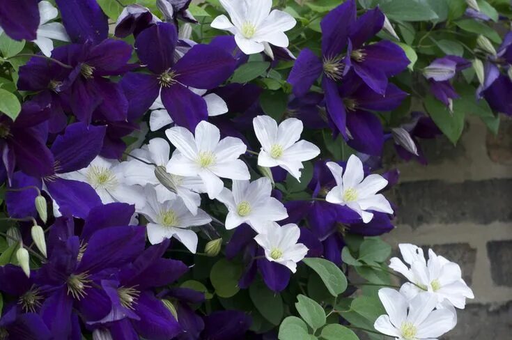 Показать фото клематисов Jackmanii & Huldine Clematis, Garden vines, Beautiful flowers