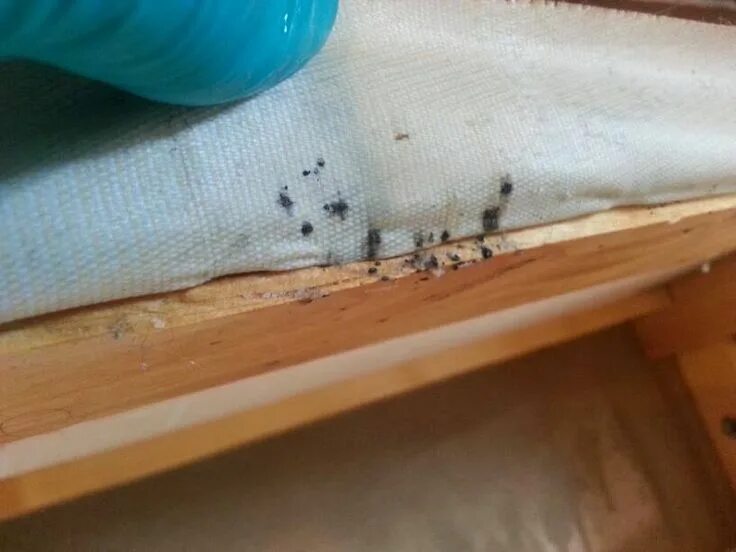 Показать фото клопов в квартире Get rid of bed bugs bite and protect valuables with Indo Pest Control Bed Bug co