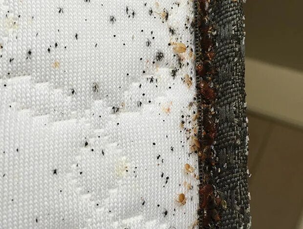 Показать фото клопов в квартире Bed bugs: Do mattress encasements help? Pest Management Professional Pest Manage