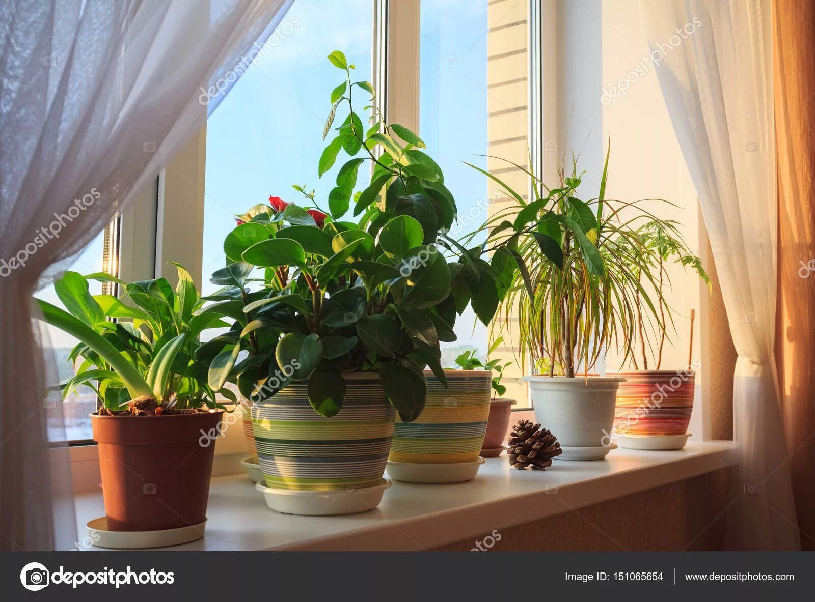 Показать фото комнатных цветов Похожее изображение Easy indoor plants, House plants indoor, Easy care houseplan