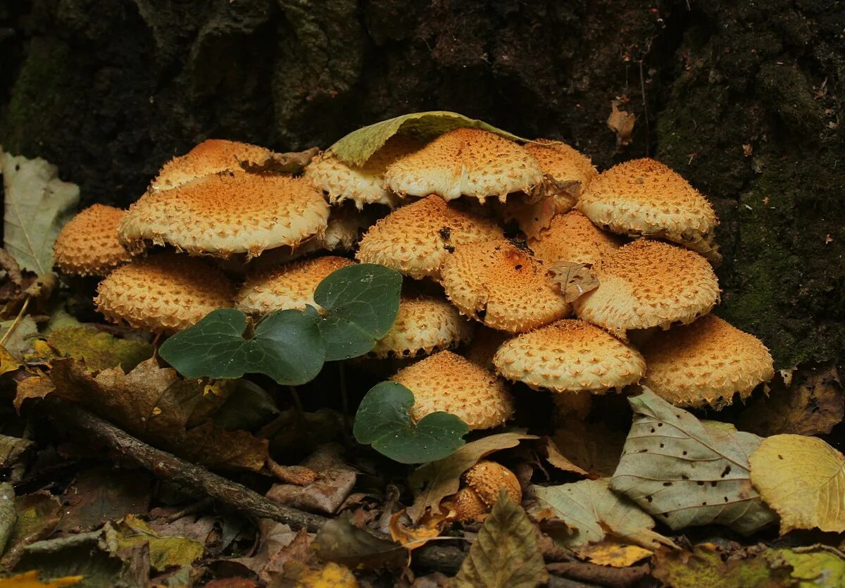 Показать фото королевских опят Королевские опята: фото и описание гриба, ложные и съедобные двойники