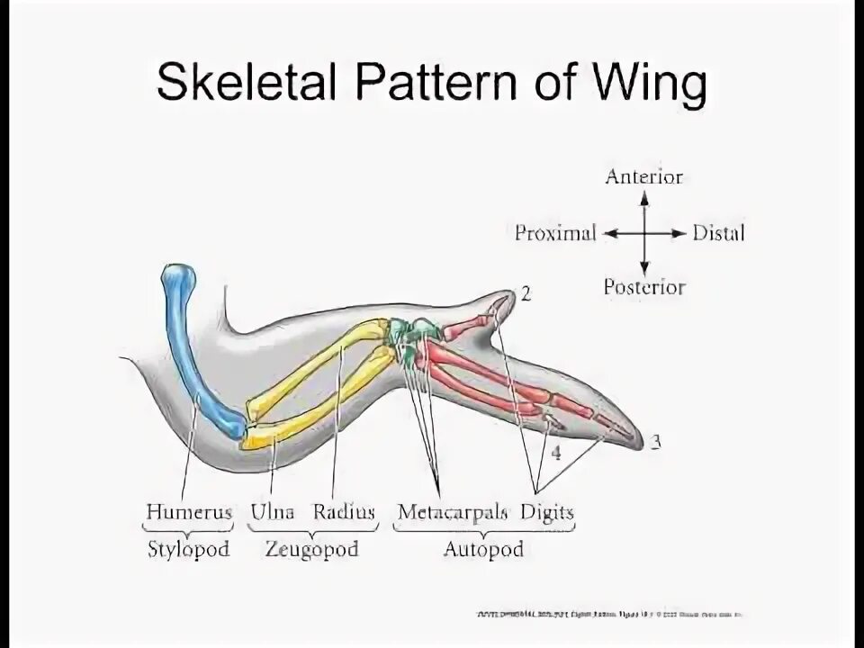 Показать фото кости крыла курицы Lecture 9 Limb Specification - YouTube