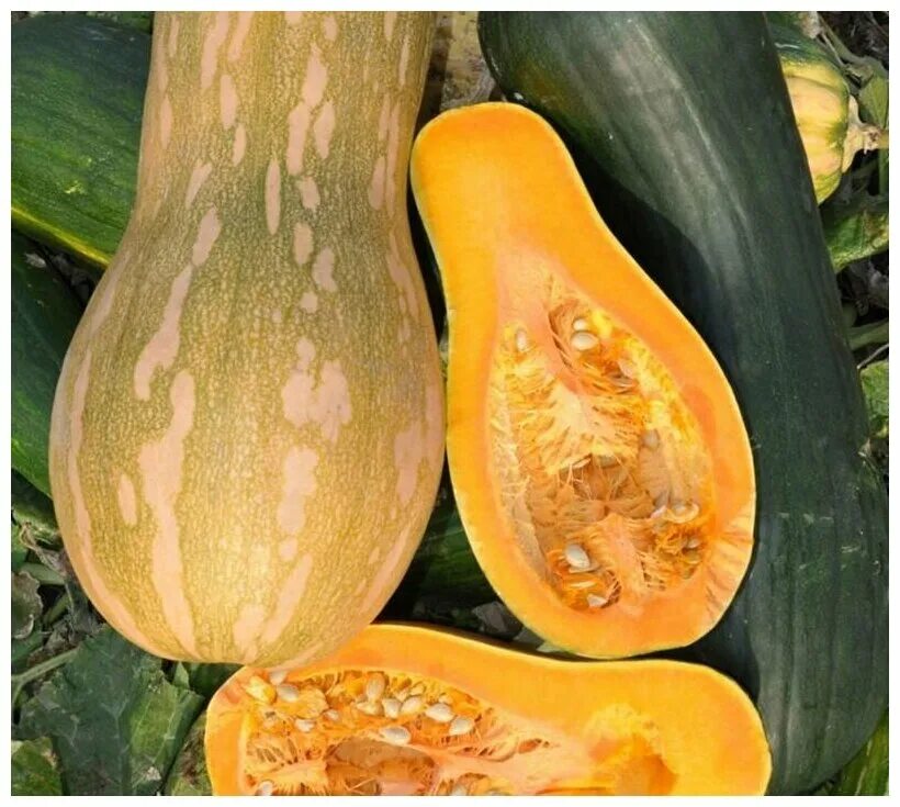 Показать фото мускатной тыквы Тыква Мускатная - Тыква Ореховая (лат. Cucurbita moschata) семена 20шт - купить 