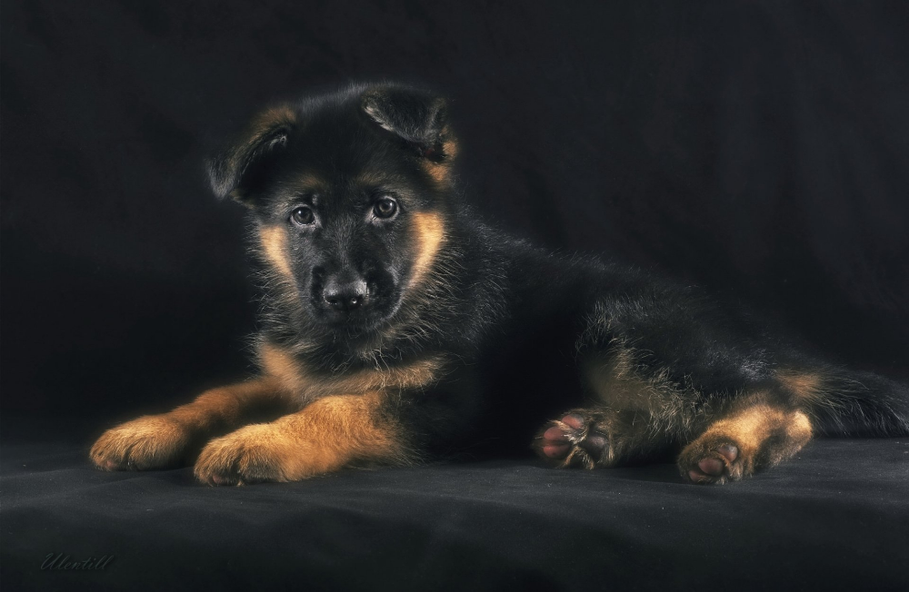 Показать фото немецкой овчарки щенка German Shepherd Puppy Щенки немецкой овчарки, Щенки, Овчарка