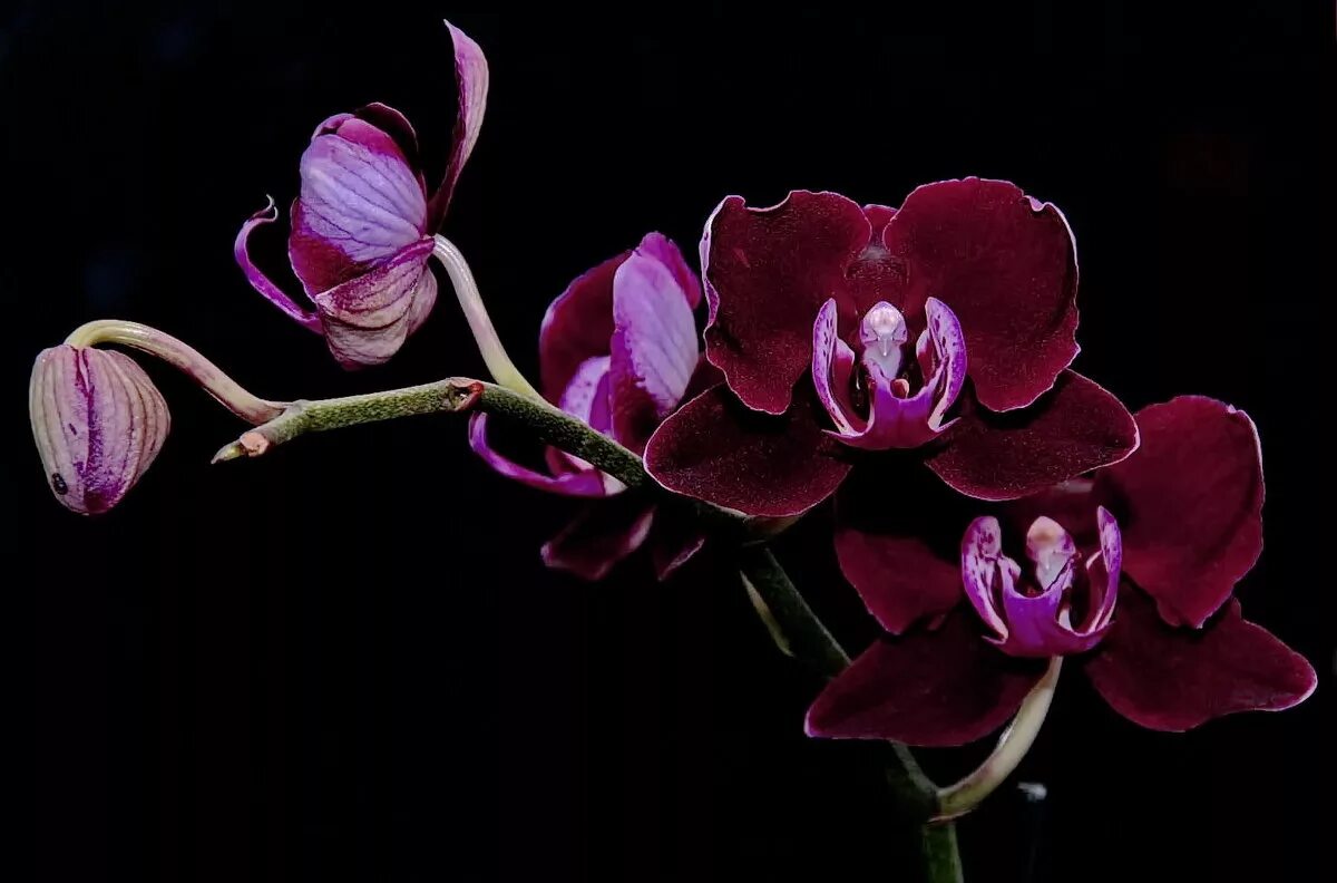 Показать фото орхидей Бархатные орхидеи :: Kapris VS - Социальная сеть ФотоКто