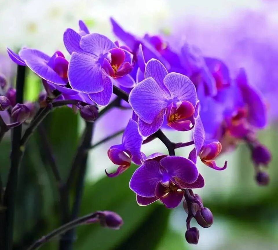 Показать фото орхидей Субстраты и дренаж UltraEffect.ru, Страница 1