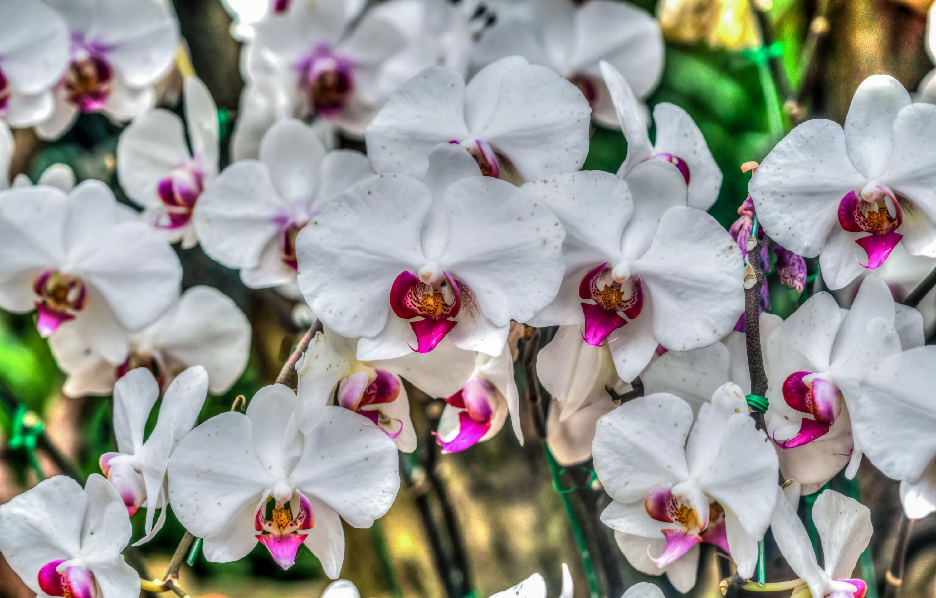 Показать фото орхидей Free Images : nature, blossom, white, flower, purple, petal, bloom, floral, spri