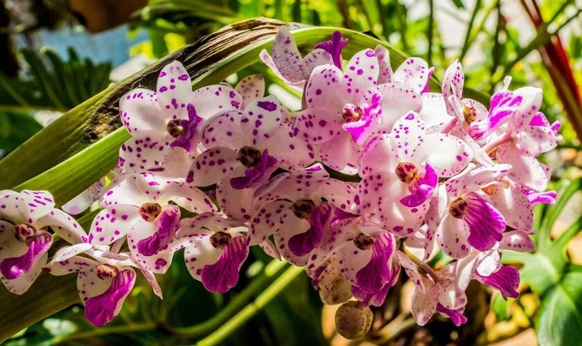 Показать фото орхидей Спасение орхидеи в летнюю жару: проверенные советы цветоводам