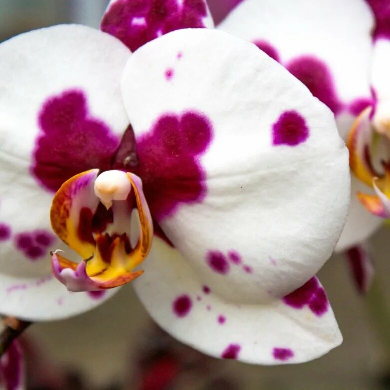 Показать фото орхидей Орхидея фаленопсис - купить в Муроме, цена 1 000 руб., продано 26 января 2023 - 