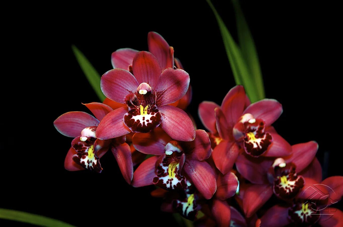 Показать фото орхидей Картины Крупные цветы "Орхидея Цимбидиум красная", арт 0120006006 купить в интер