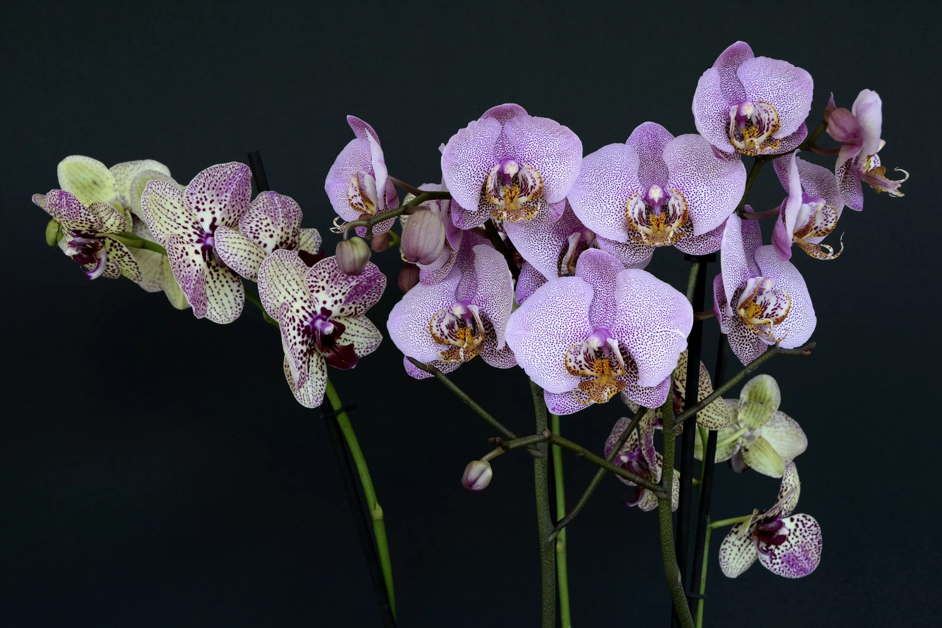 Показать фото орхидей Free Images : nature, branch, blossom, purple, petal, bloom, botany, flora, wild