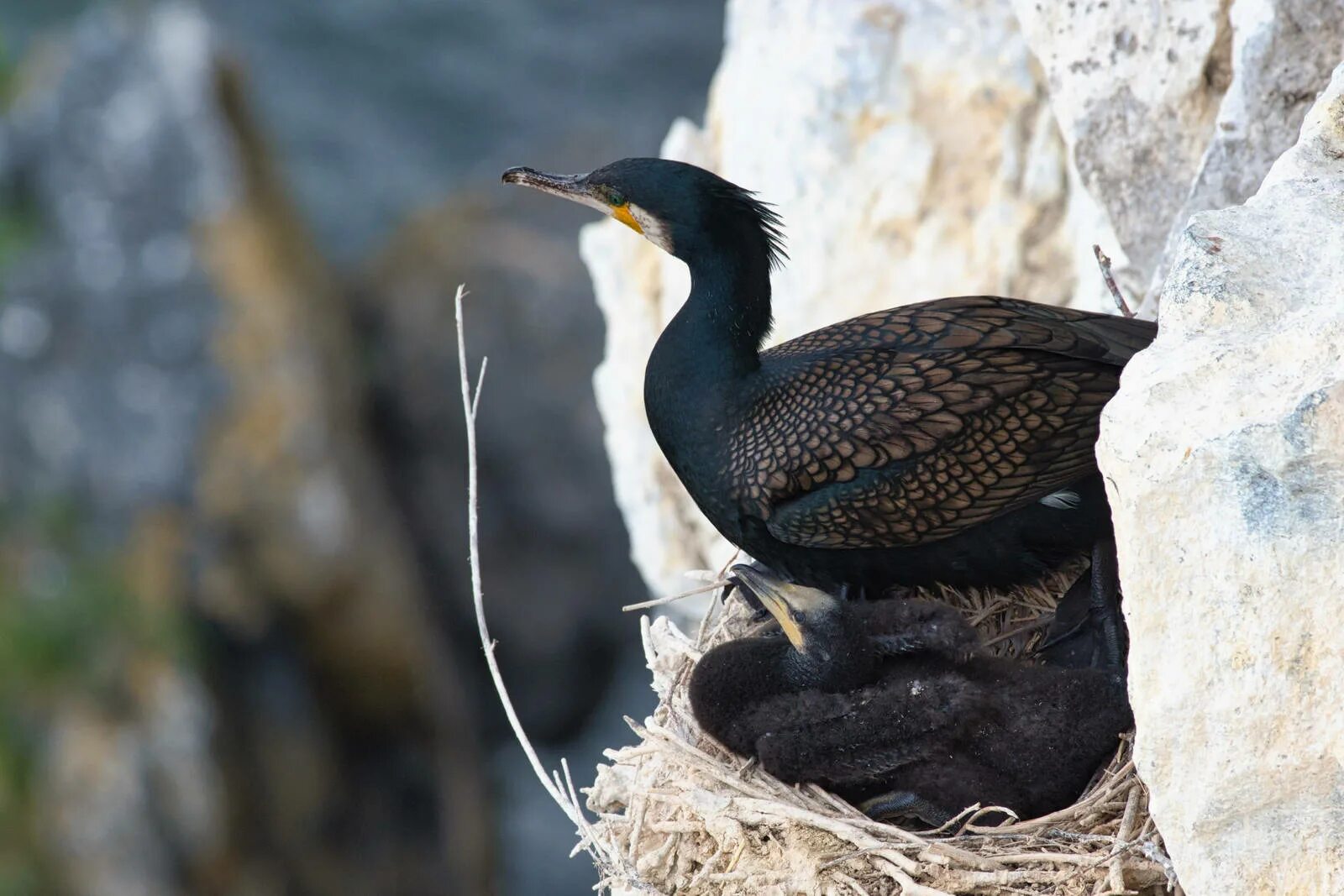 Показать фото птицы баклан Большой баклан (Phalacrocorax carbo). Птицы Сибири.