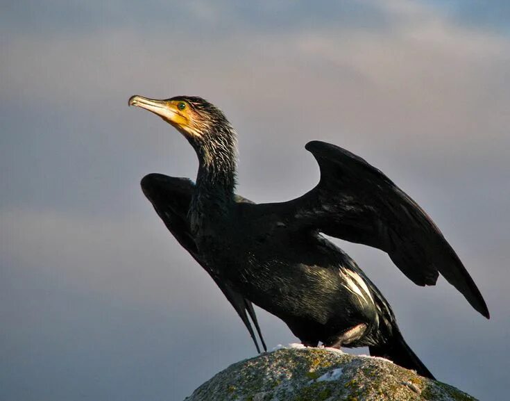 Показать фото птицы баклан TRAVEL'IN GREECE I Phalacrocorax carbo Наблюдение за птицами, Животные, Открытое