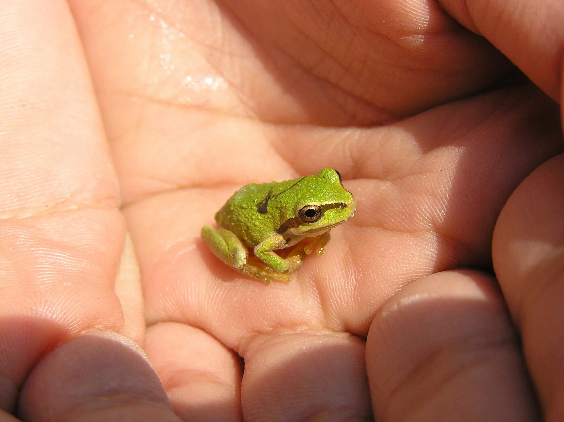 Показать фото самой маленькой Sensory Awareness - If You Learn Nothing Else! The Wolf College Pet frogs, Baby 