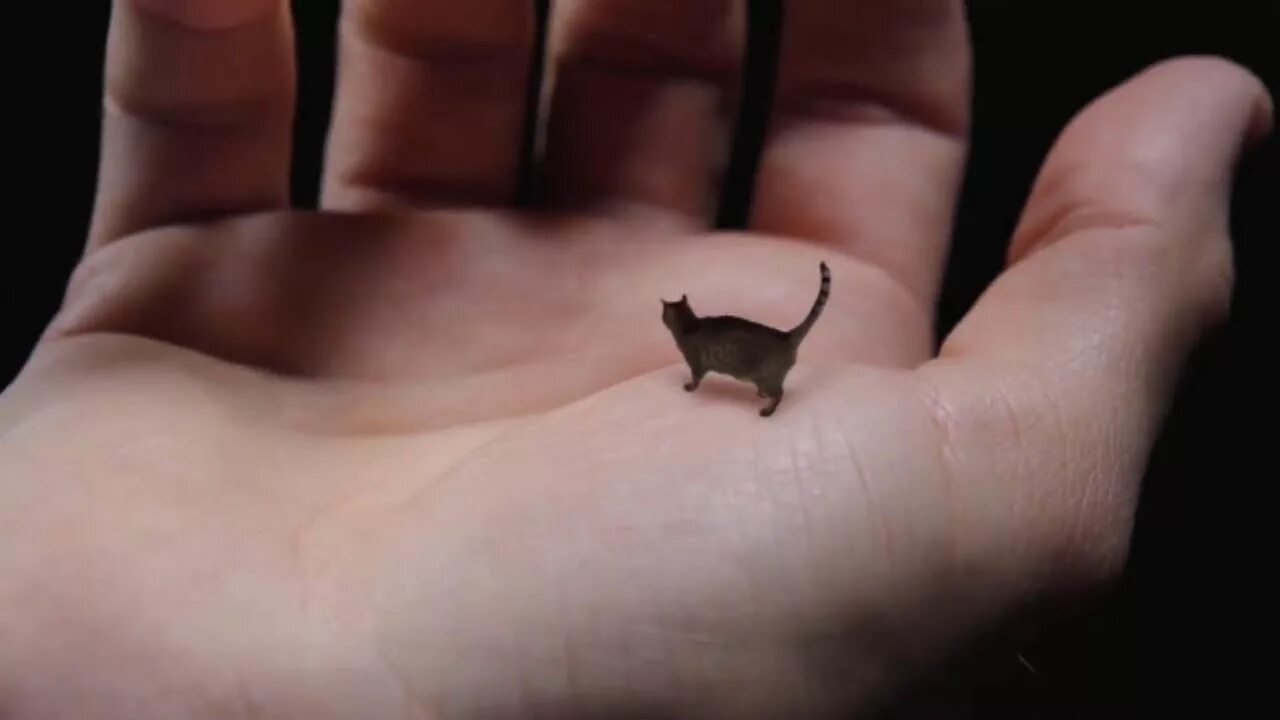 Показать фото самой маленькой 5 Animales en miniatura que no creerás que existen - YouTube