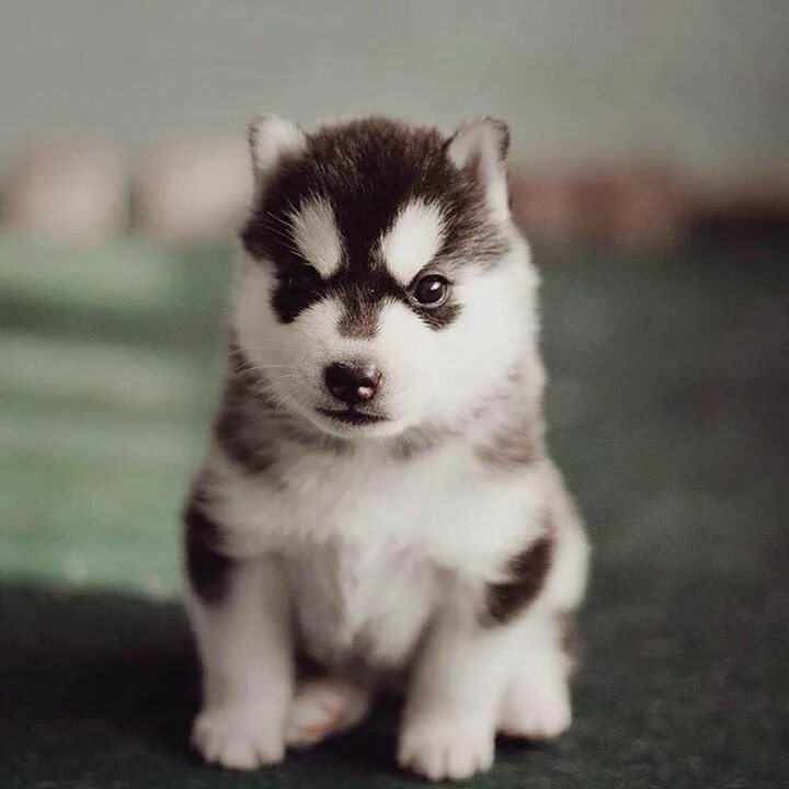 Показать фото щенки хаски Pin by Lexy Miller on Cute Malamute, Alaskan malamute, Husky