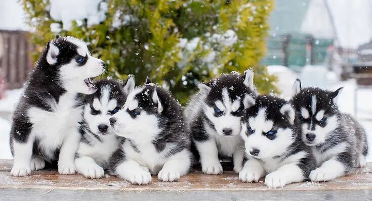 Показать фото щенки хаски h o l l a Siberian husky, Alaskan husky, Husky dogs