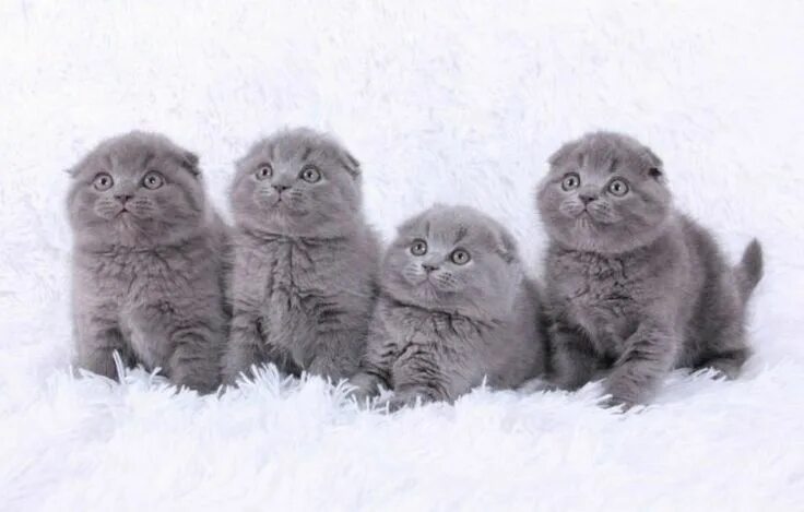 Показать фото шотландских котят 20 Fun Facts You Didn't Know about Scottish Fold Cats Cat scottish fold, Scottis