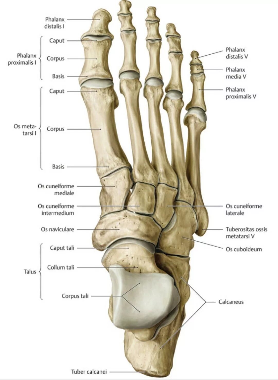 Показать фото стопы кость Pin on Anatomy Reference Human skeleton anatomy, Anatomy bones, Human muscle ana