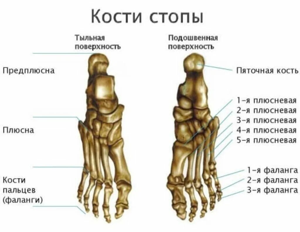 Показать фото стопы кость Картинки КАК НАЗЫВАЮТСЯ КОСТИ СТОПЫ