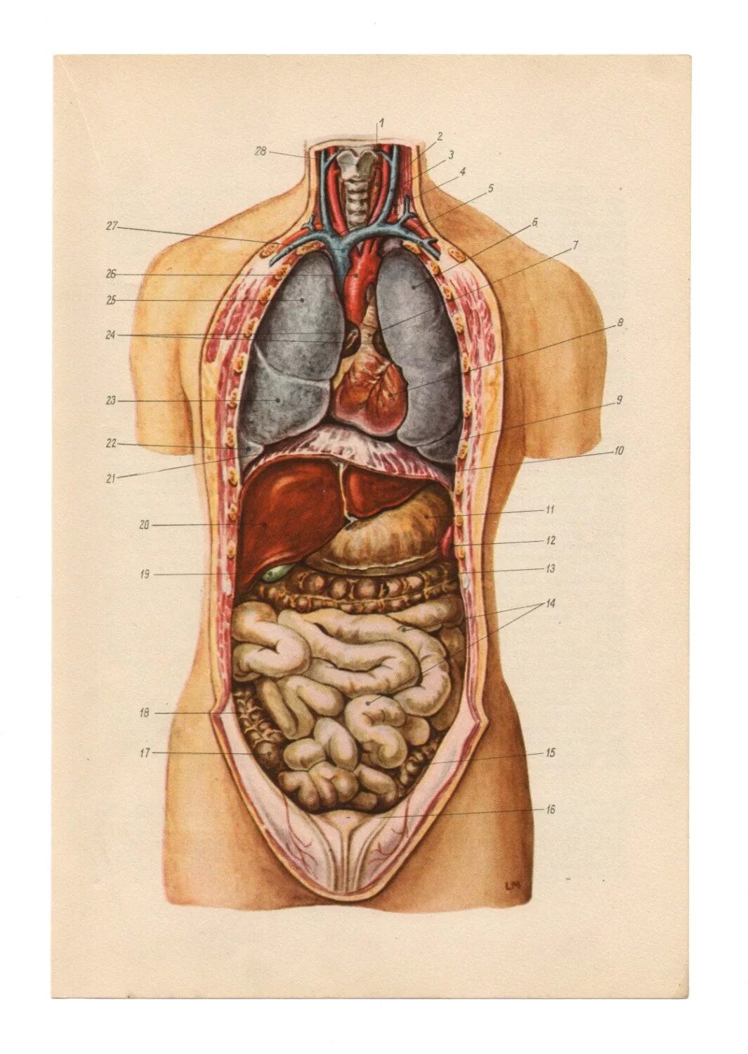 Показать фото строение человека fuckyeahmedicaldiagrams Medical illustration, Medical drawings, Medical posters