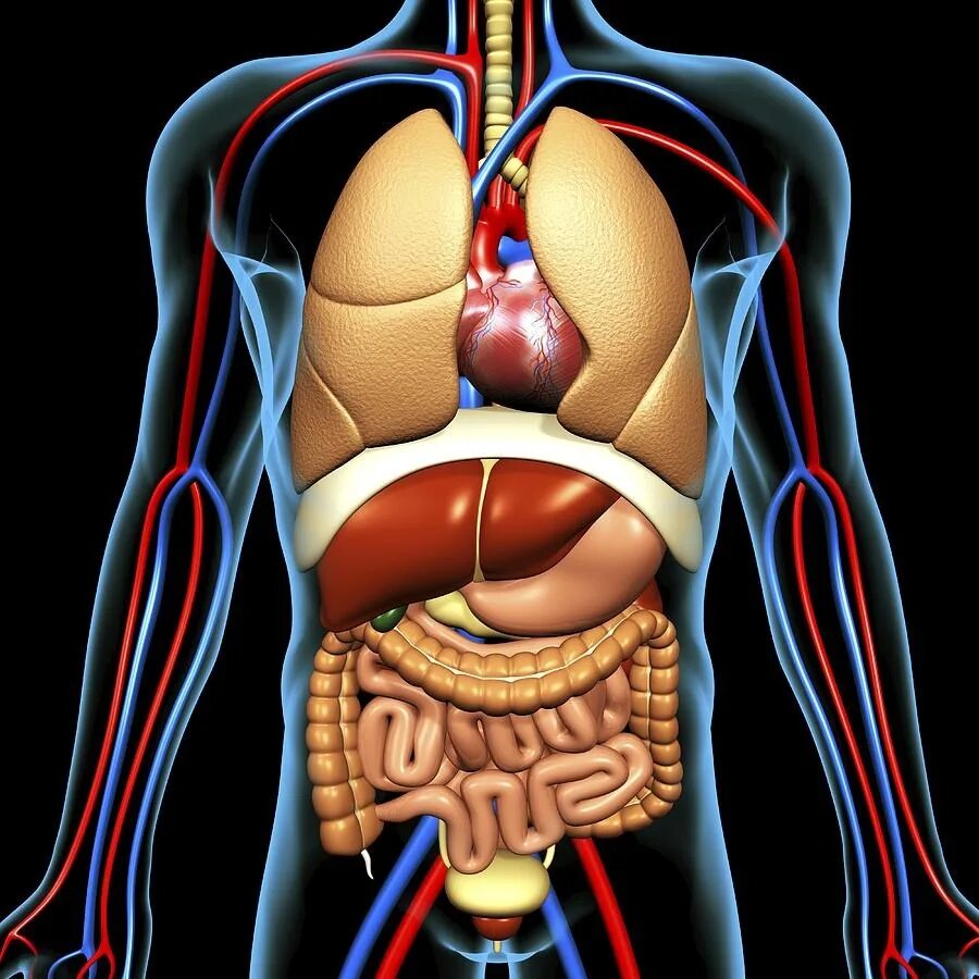 Показать фото строение человека EPITHELIAL TISSUE Diagram Quizlet