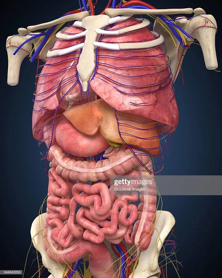 Показать фото строение человека Midsection view showing internal organs of human body.