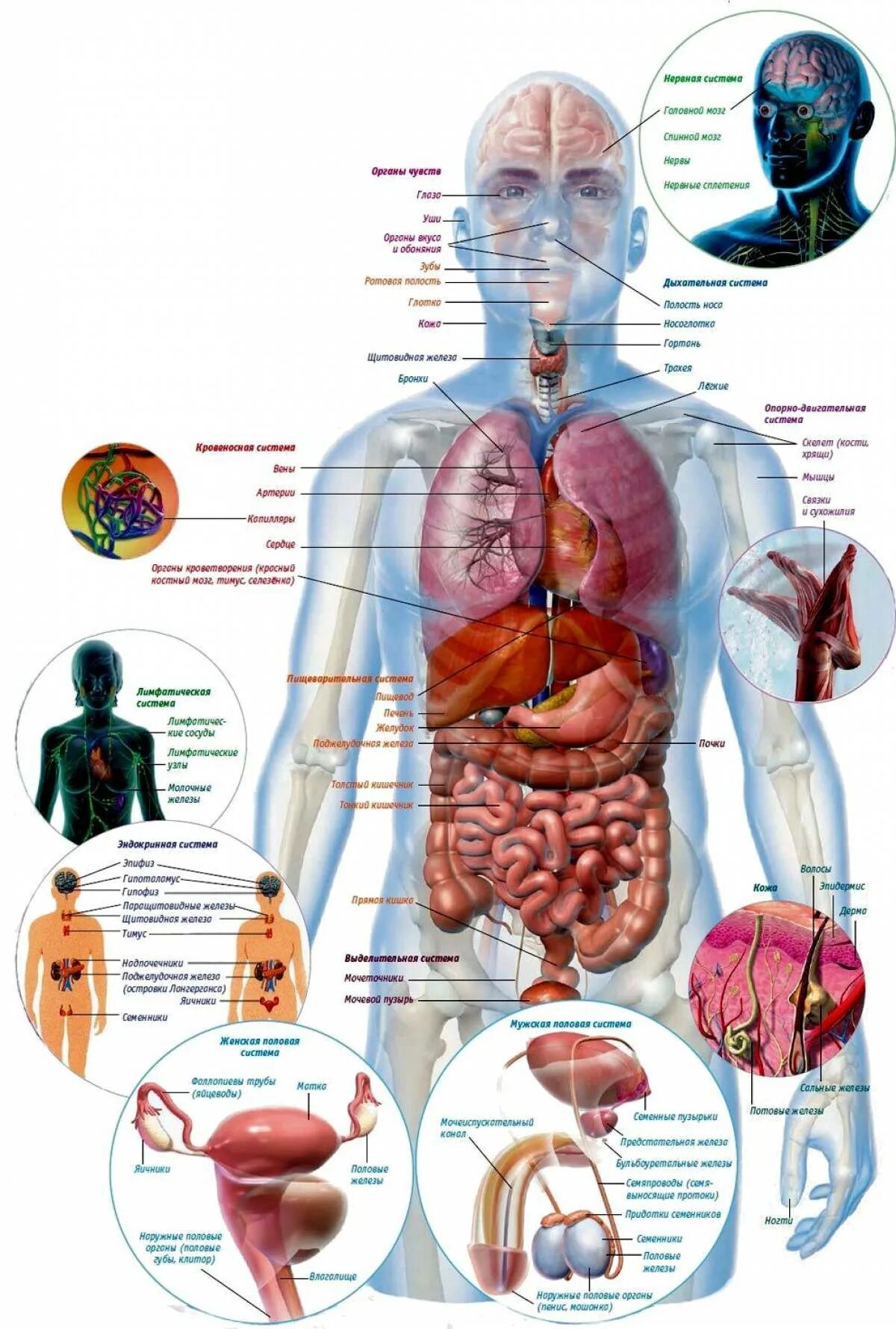 Показать фото строение человека Картинки Внутреннее строение человека (26 шт.) - #6067