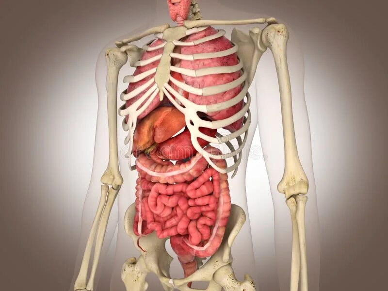 Показать фото строение человека 3D Rendering Intestinal Internal Organ Stock Illustration - Illustration of huma