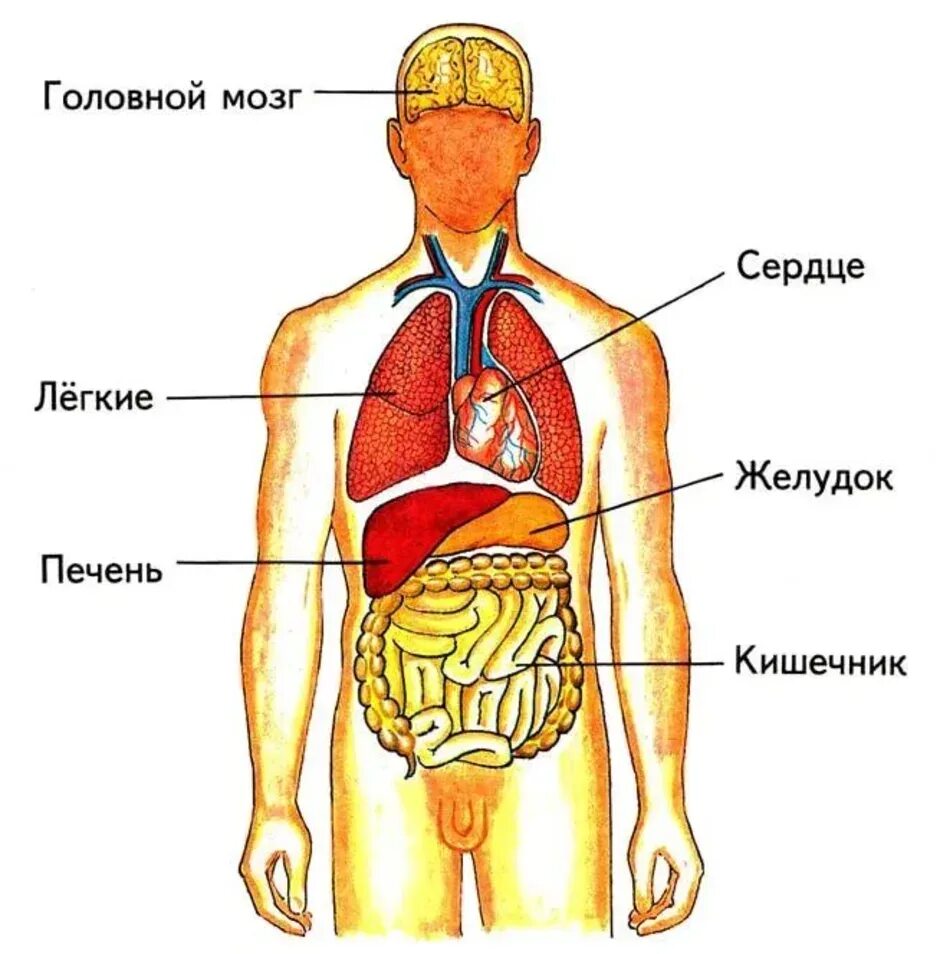 Показать фото строение человека Изображены органы человека