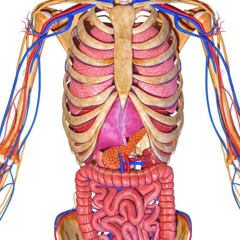 Показать фото строение человека Nervous system with organs stock illustration. Illustration of artery - 40200617