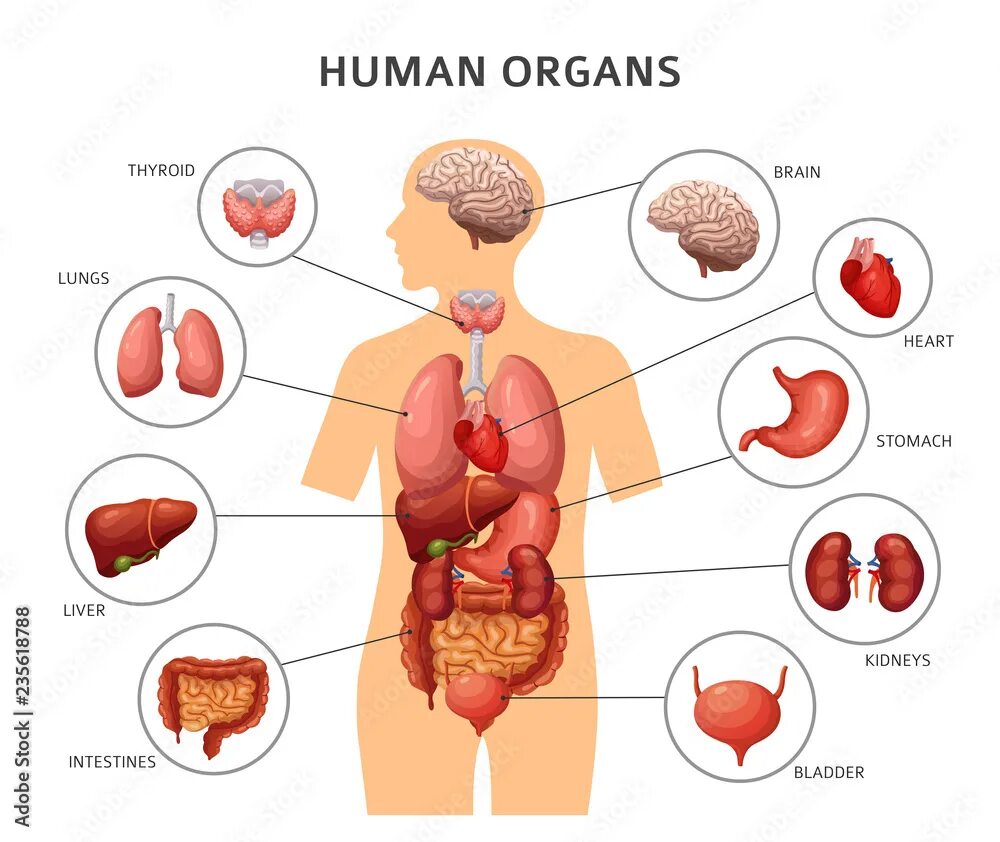 Показать фото строение человека с органами Human body internal organs. Stomach and lungs, kidneys and heart, brain and live