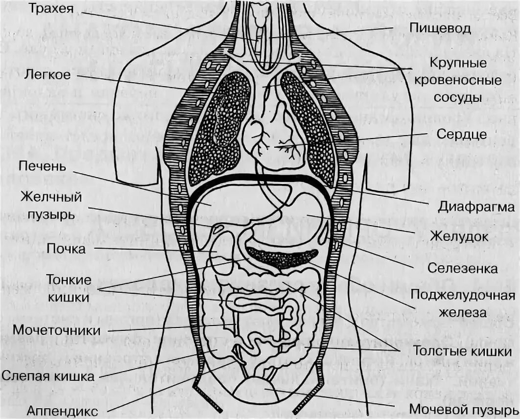 Показать фото строение человека с органами Органы с большой буквы: найдено 82 изображений