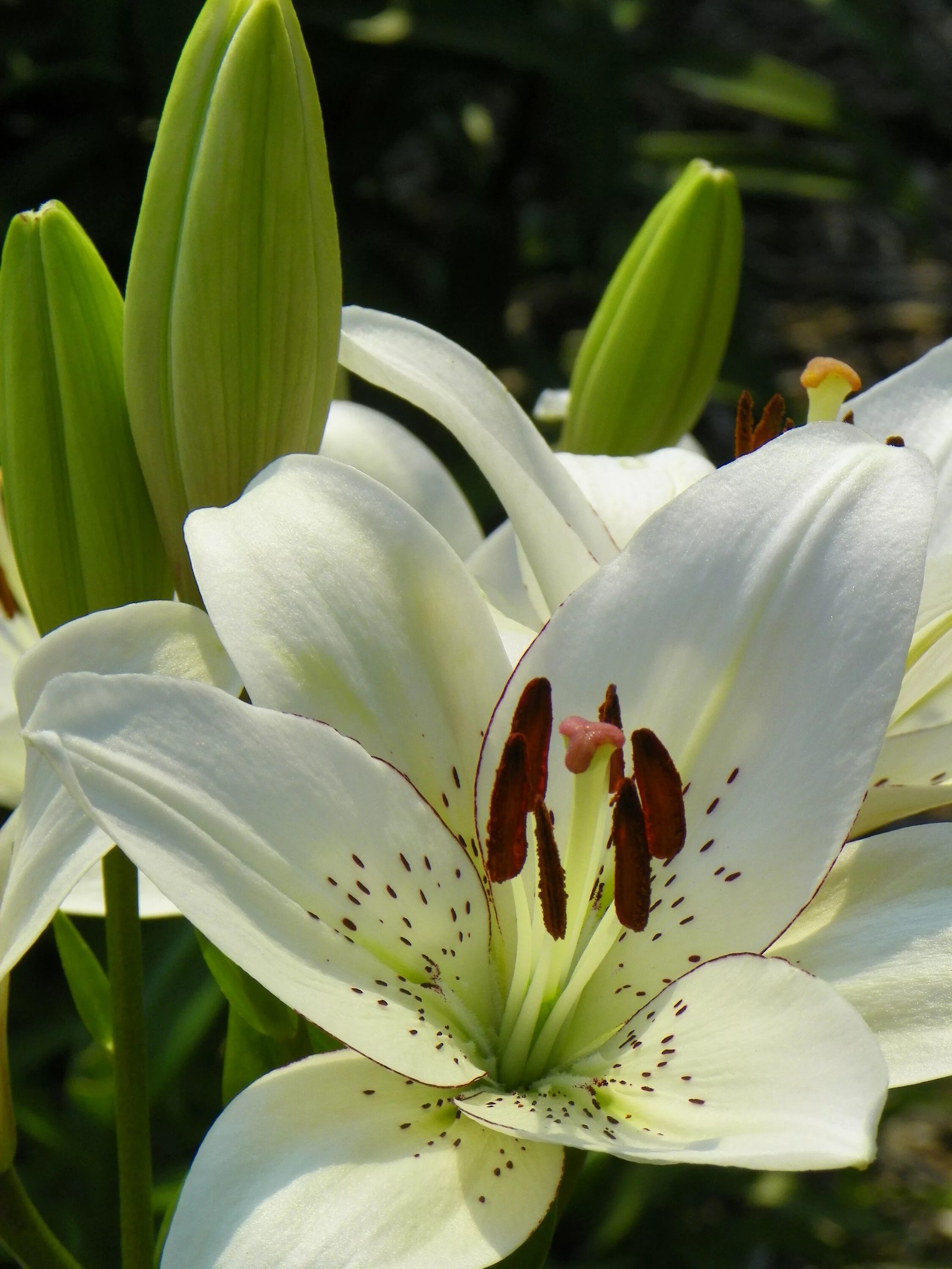 Показать фото цветов лилии Lily-licious. It’s lily time, everyone! Fill the holes in your perennial border 