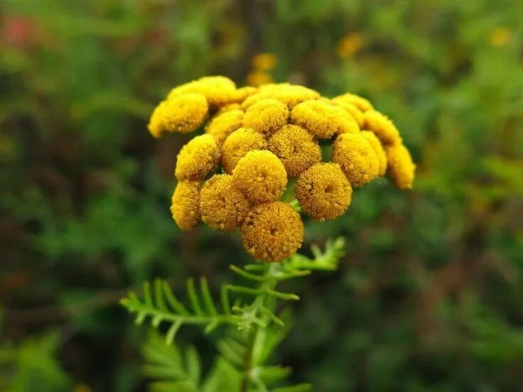 Показать фото цветов пижмы желтой Растения против паразитов и грибов (часть 1) Plants that repel ants, Growing hyd