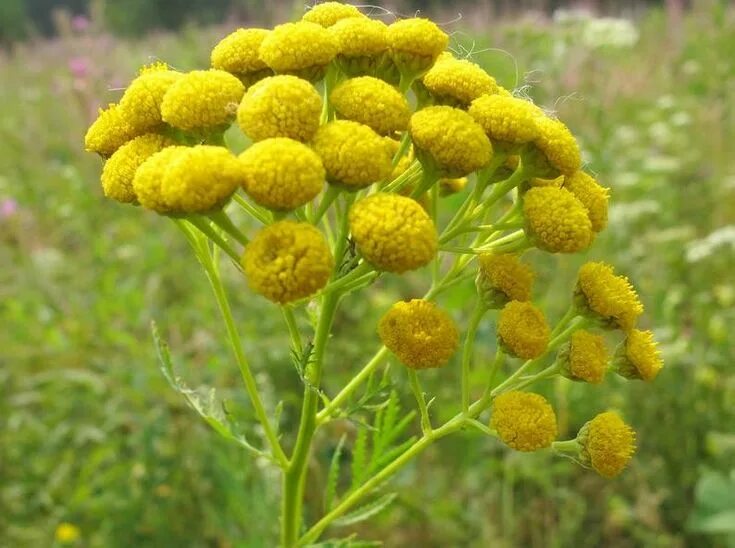 Показать фото цветов пижмы желтой Tansy Tanacetum Vulgare 500 Fresh Seeds From Ural Mountains Etsy Aquatic plant s