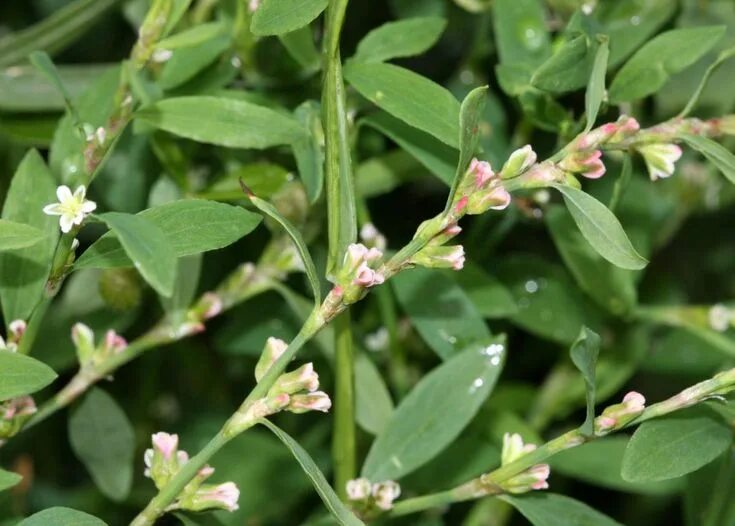 Показать фото трава спорыш Knotgrass Plant leaves, Garden, Wild flowers