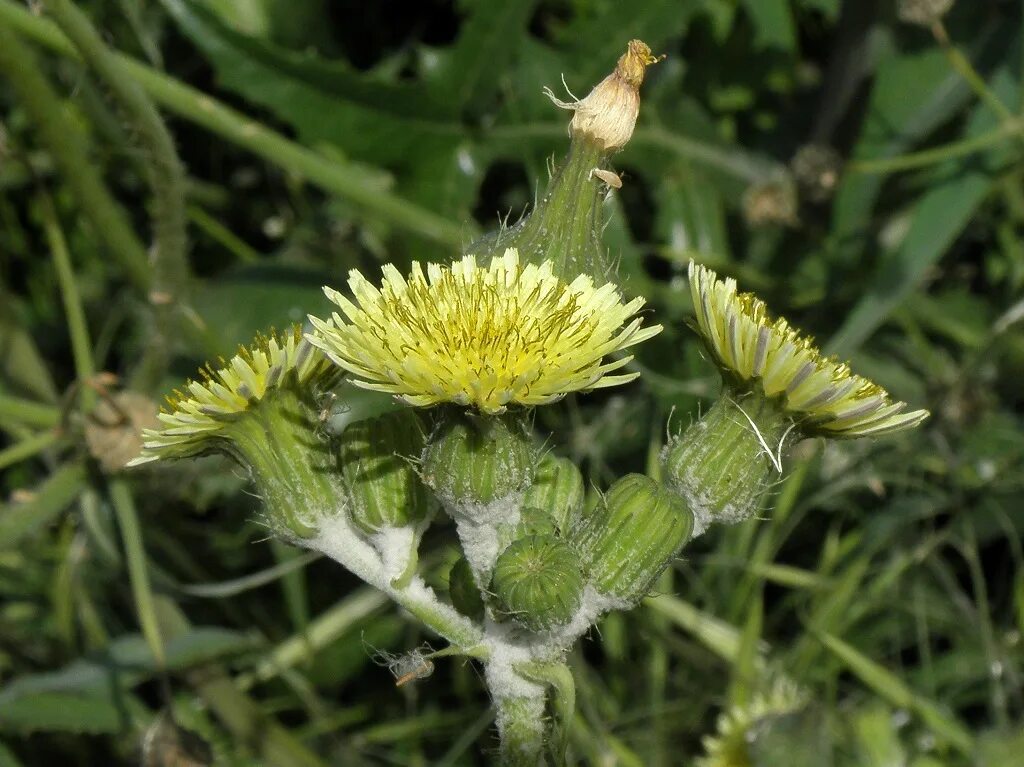 Показать фото травы осот Фотокаталог растений: Осот огородный (Sonchus oleraceus)