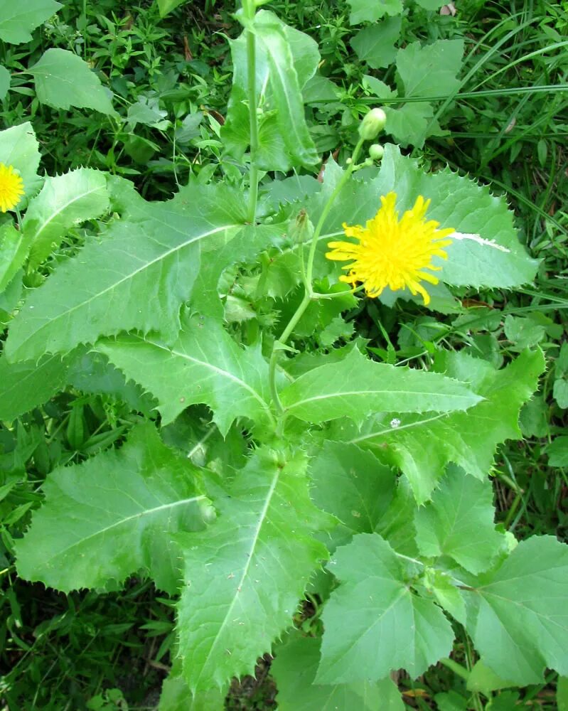 Показать фото травы осот Sonchus oleraceus - Image of an specimen - Plantarium