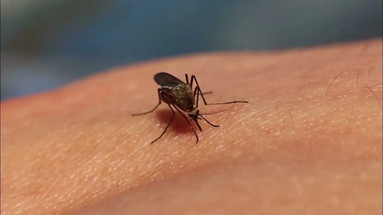 Показать фото укусов насекомых Por qué pican los mosquitos a unos más que a otros? - YouTube