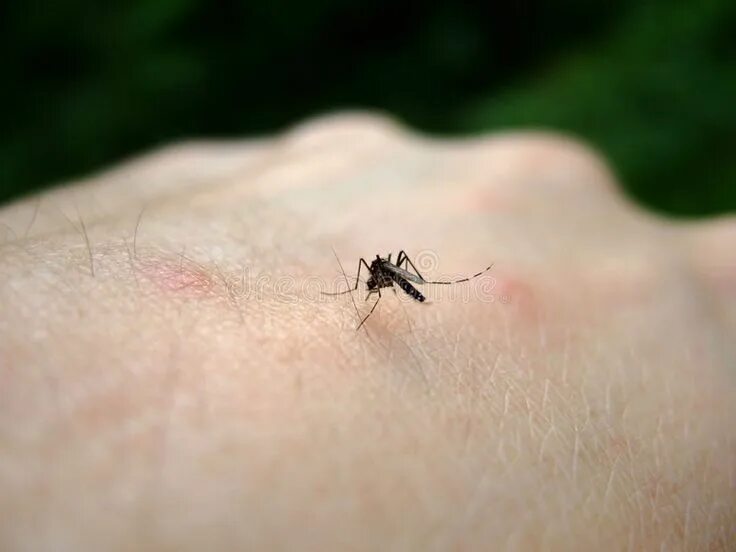 Показать фото укусов насекомых Infection. Aedes aegypti mosquito biting. The focus is on the mossie , #AD, #aeg