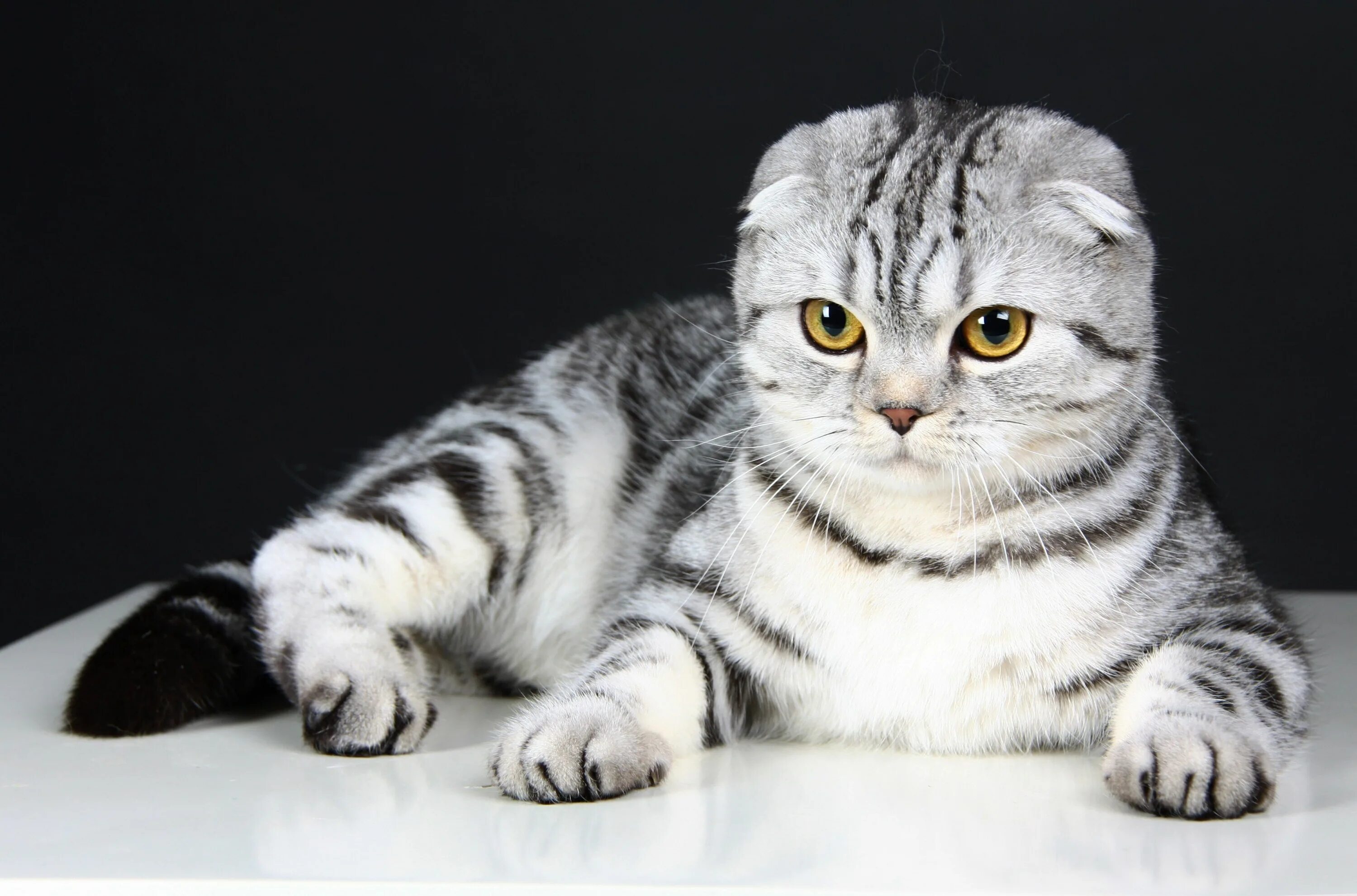 Показать фото вислоухого кота 3840x2536 scottish fold 4k cool wallpaper hd Шотландские вислоухие котята, Шотла