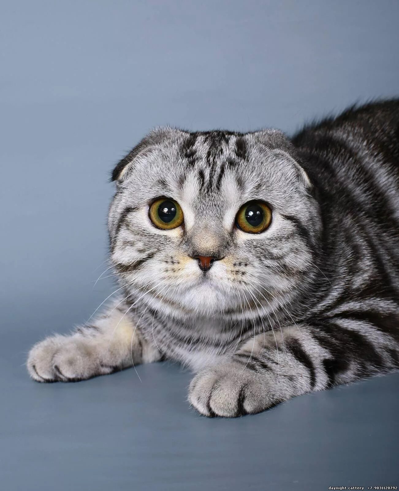 Показать фото вислоухого кота Photo album: From the Cattery - Cats breeders, Day&Night Cattery,Scottish fold,k